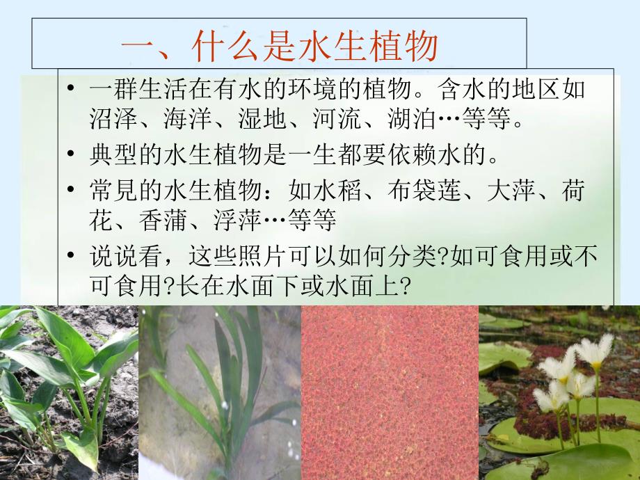 三年级科学上册水生植物课件教科版_第3页