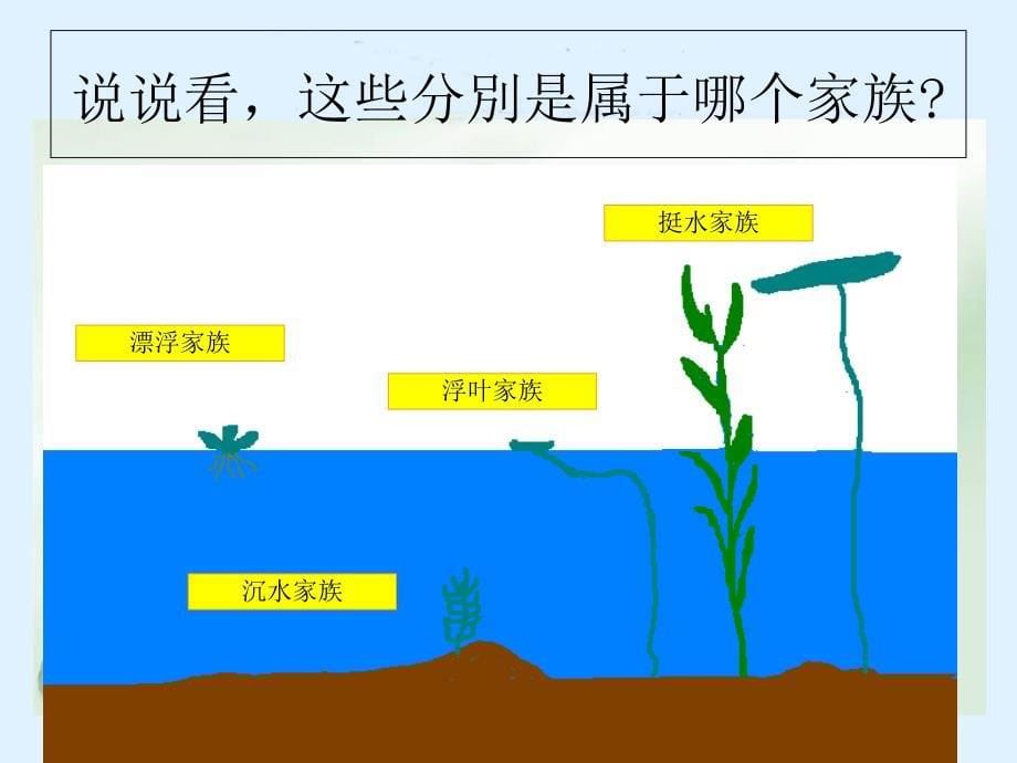 三年级科学上册水生植物课件教科版_第5页