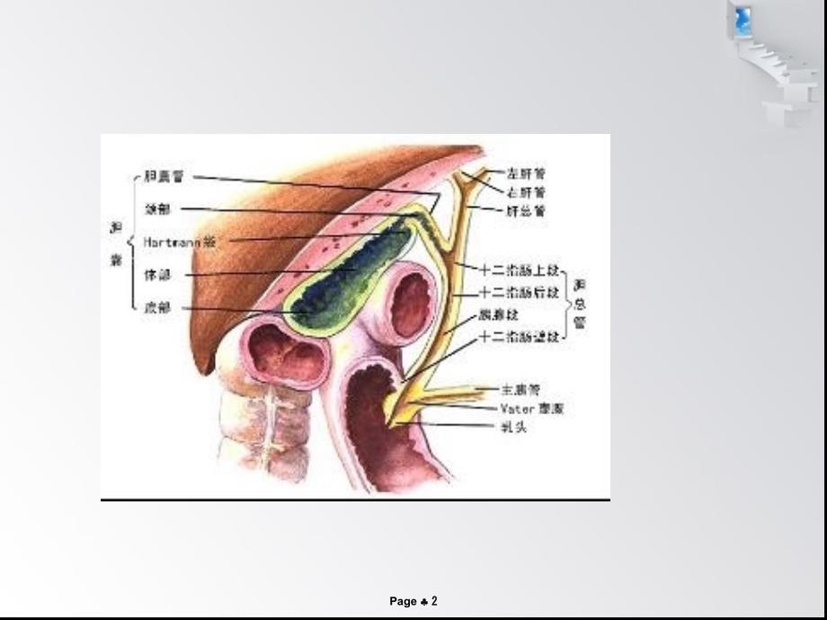 肝内外胆管结石护理查房PPT课件_第2页