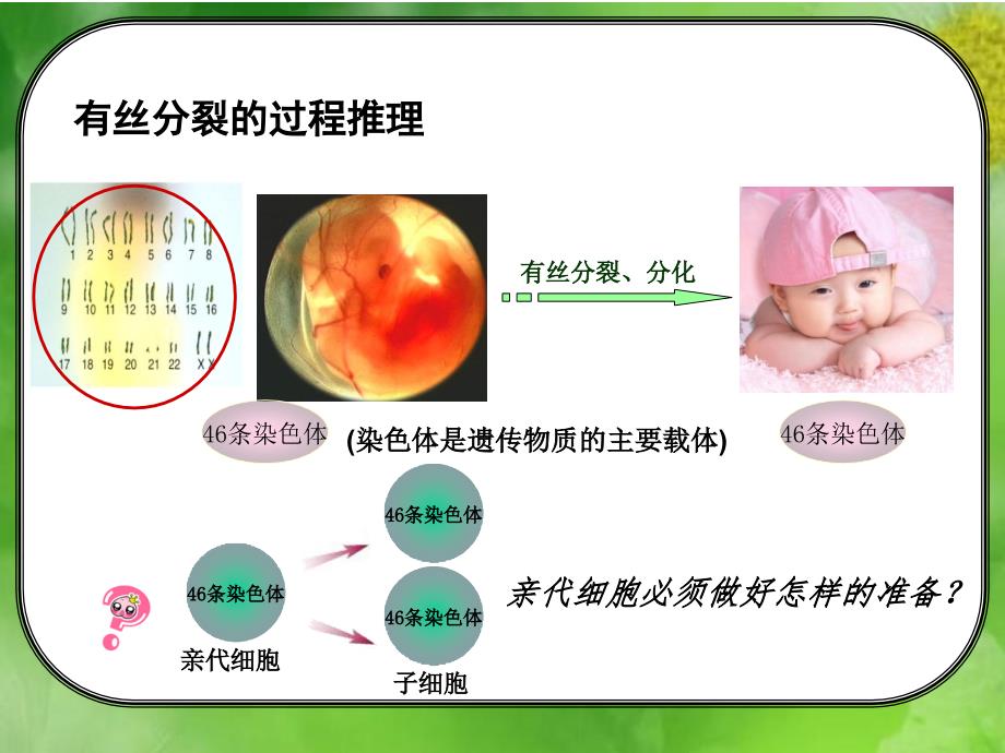 有丝分裂完整版课件_第3页