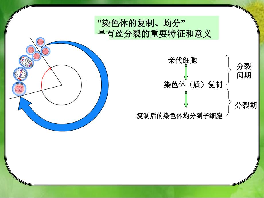 有丝分裂完整版课件_第4页