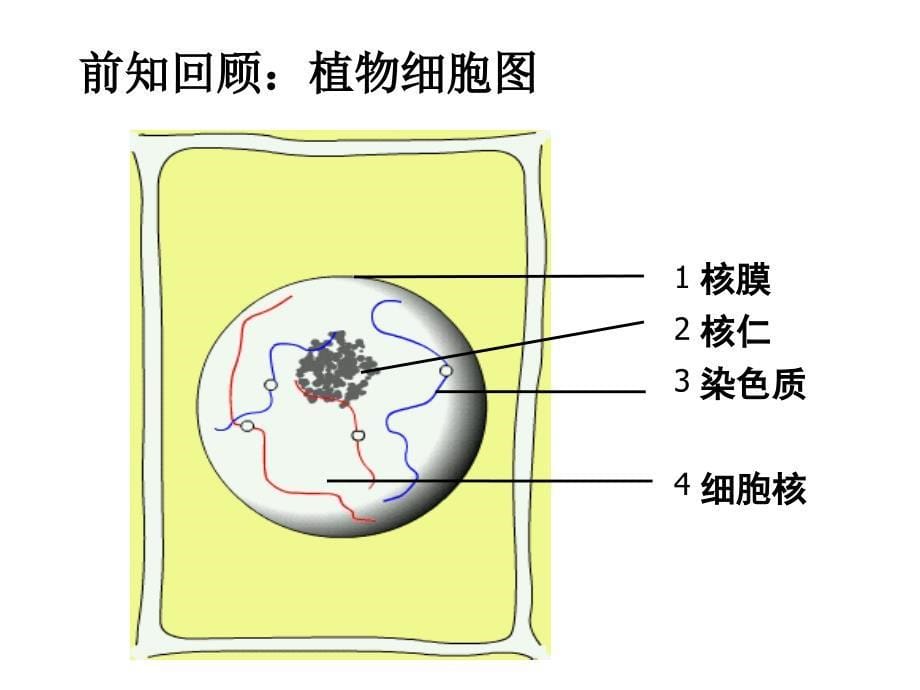 有丝分裂完整版课件_第5页