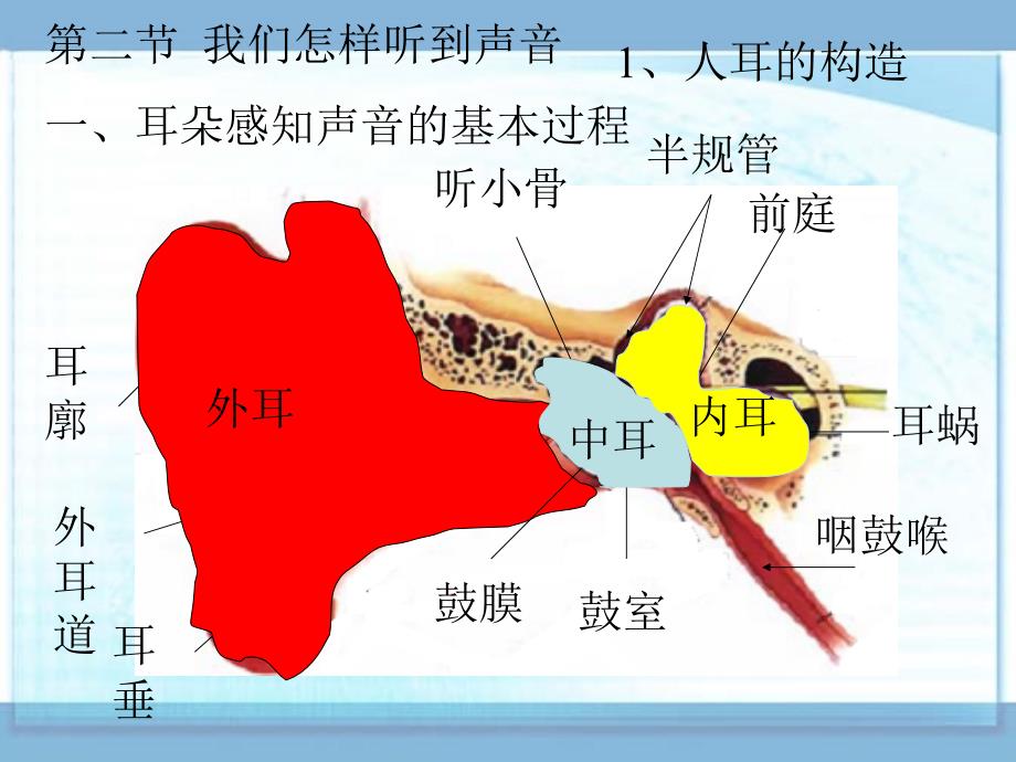 《我们怎样听到声音》课件2(21张PPT)(人教版八年级上)_第4页