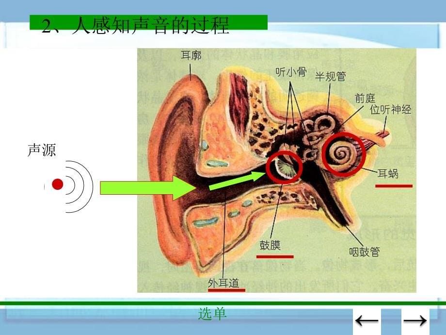 《我们怎样听到声音》课件2(21张PPT)(人教版八年级上)_第5页