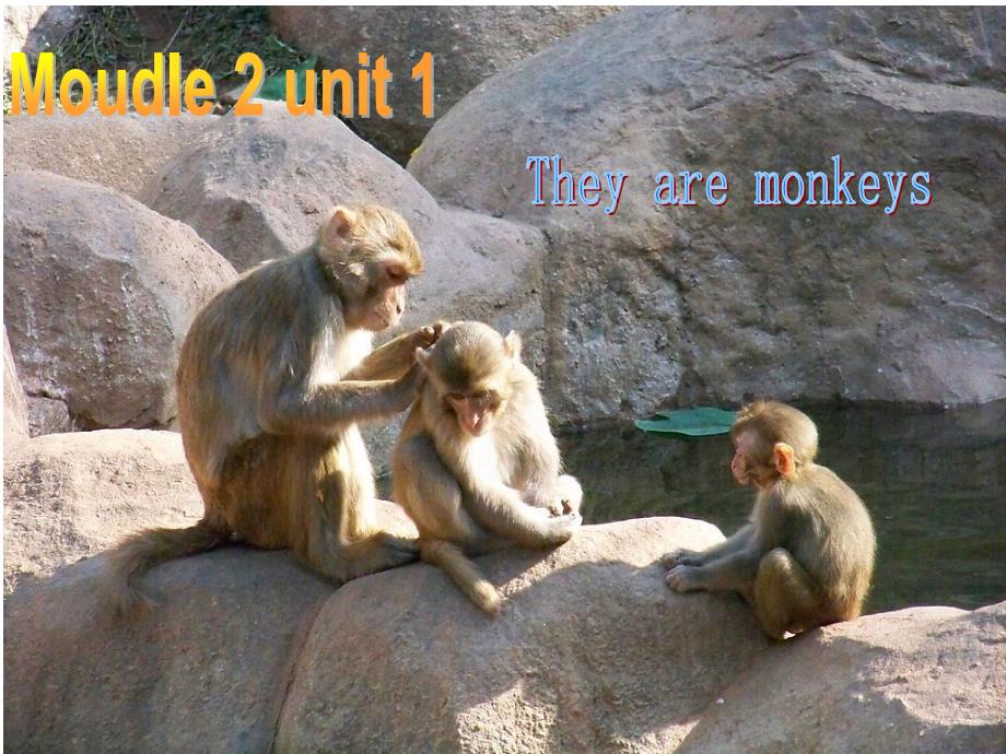 三年级下册英语课件－Module2 Unit1 They are monkeys.｜外研社三起 (共22张PPT)_第1页