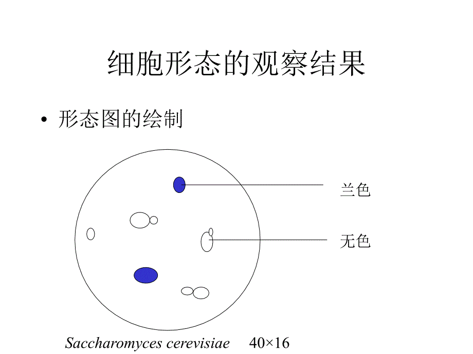 微生物学实验要求_第4页