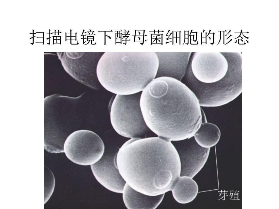 微生物学实验要求_第5页