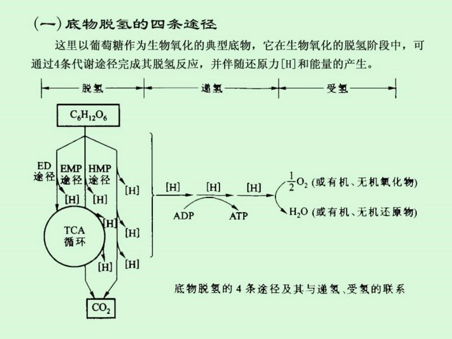 chap5微生物的新陈代谢_第5页