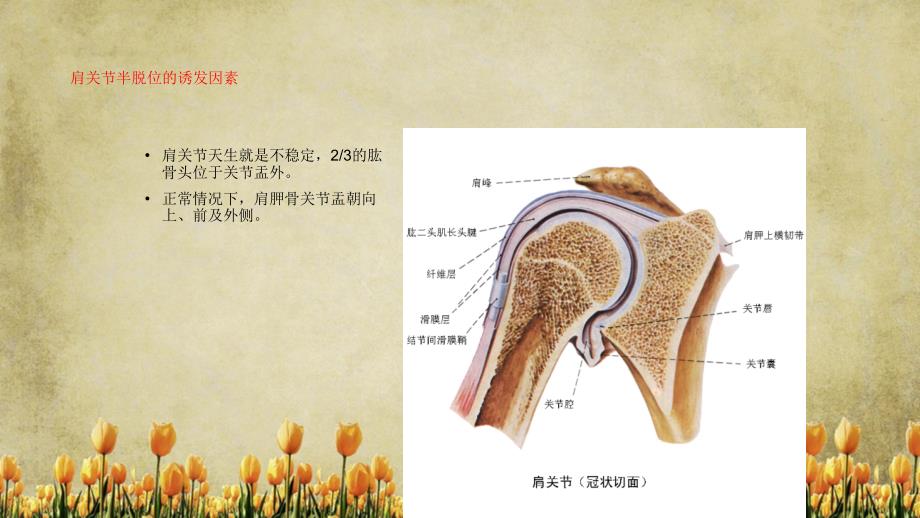 肩关节半脱位精选干货_第3页