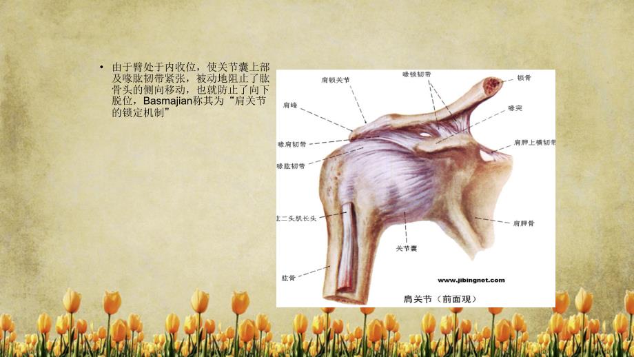 肩关节半脱位精选干货_第4页