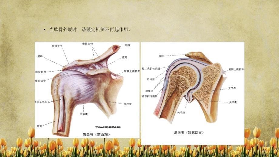 肩关节半脱位精选干货_第5页