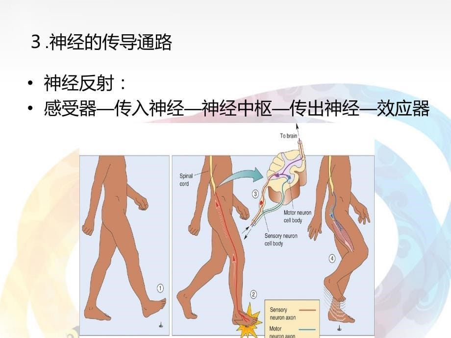 11动作训练在特殊教育中的应用201411－魏欣_第5页