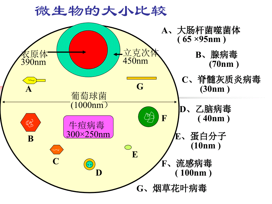 病毒真菌生物学性状_第4页