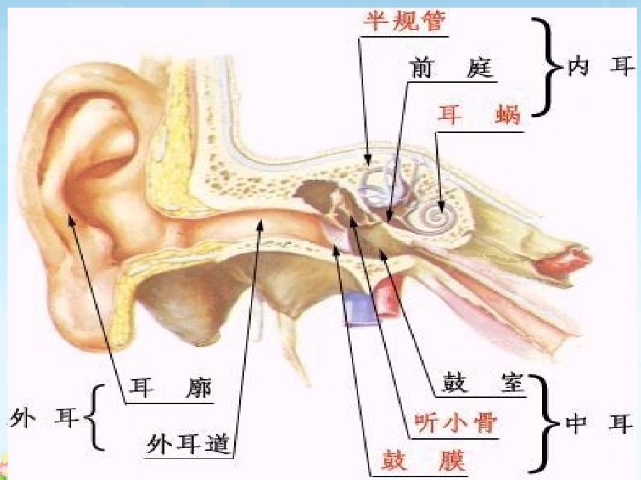 慢性中耳炎的护理_第4页