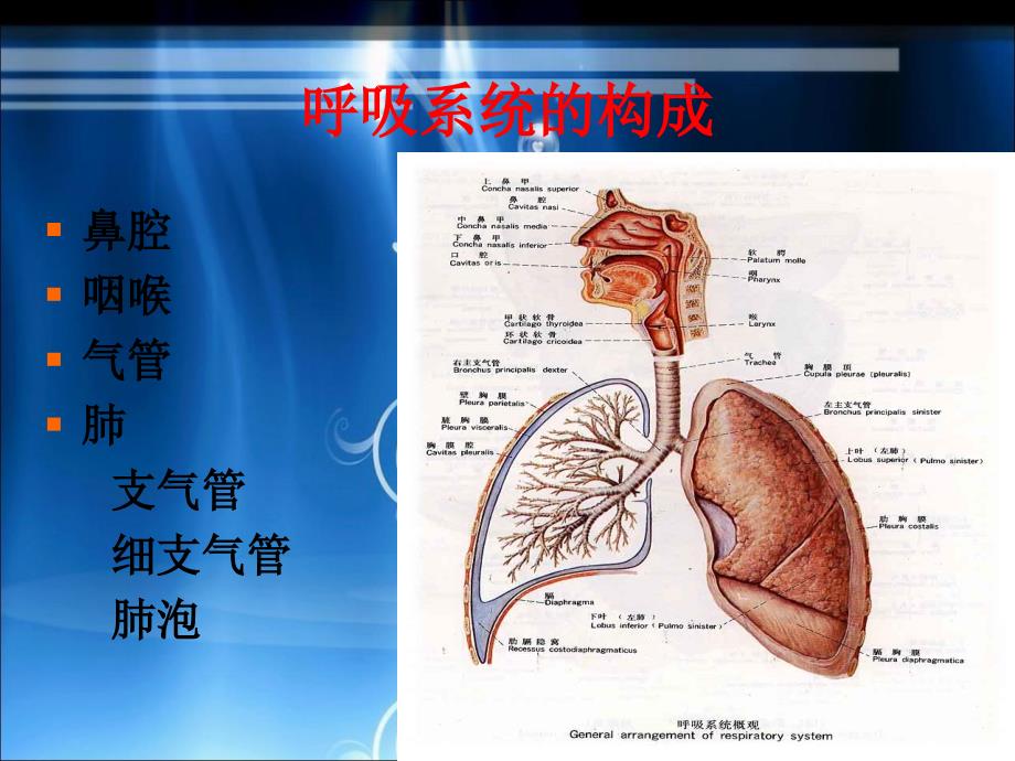 呼吸功能训练课件.ppt_第4页