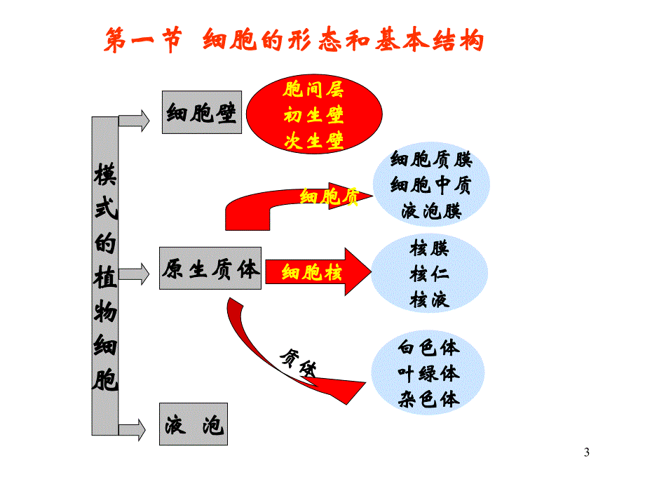 药用植物学：第一章 植物的细胞_第3页