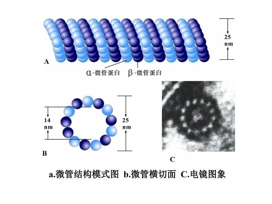 第八章细胞骨架_第5页