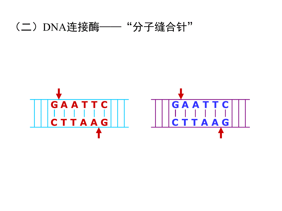 生物选修三总复习ppt课件_第4页