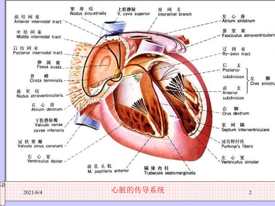 不应期与心电图_第2页