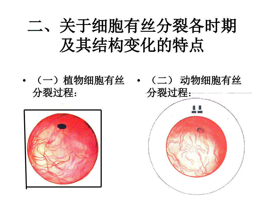 人教版教学课件生物人教版必修一细胞增殖课件PPT文档_第2页