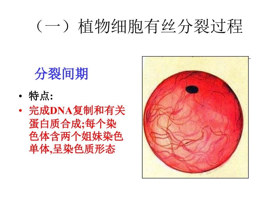 人教版教学课件生物人教版必修一细胞增殖课件PPT文档_第3页