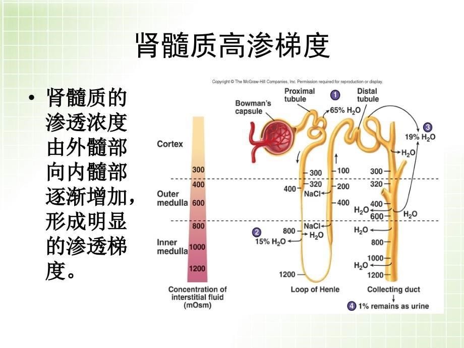 尿液浓缩与稀释_第5页