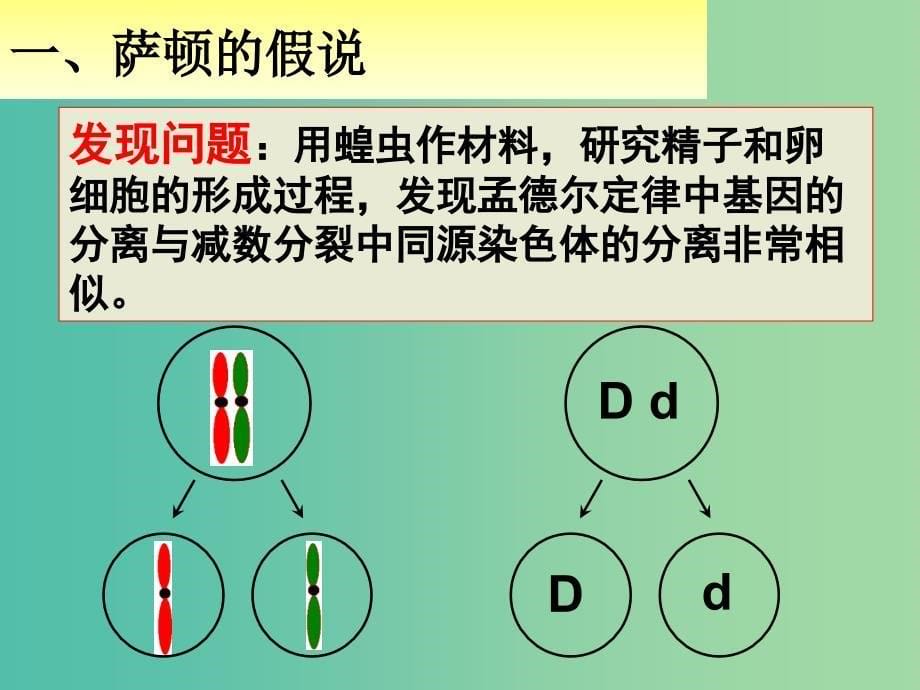 江西省吉安县高中生物第二章基因和染色体的关系2.2基因在染色体上课时1课件新人教版必修2 .ppt_第5页