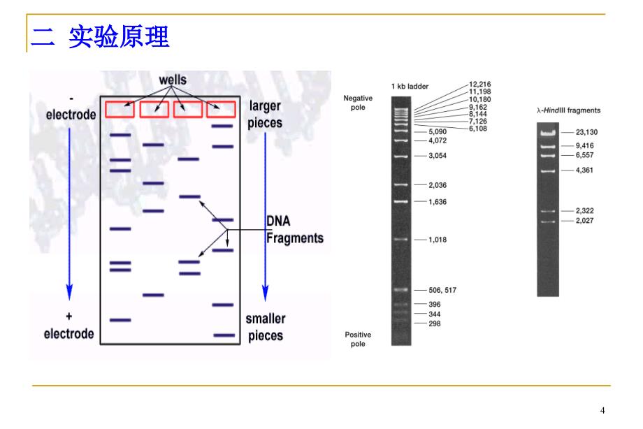 3实验三DNA的琼脂糖凝胶电泳1_第4页