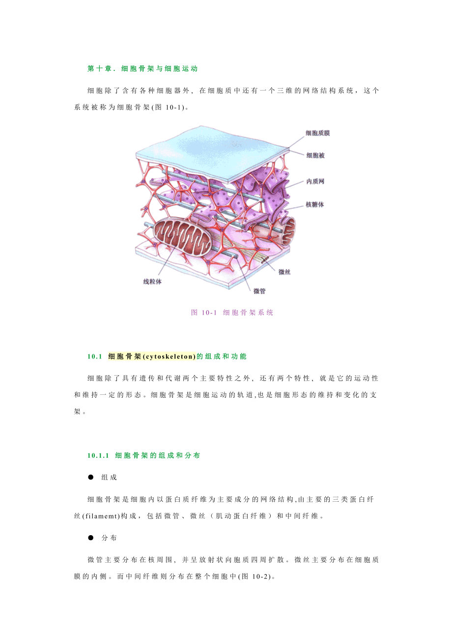 10细胞骨架与细胞运动.doc_第1页