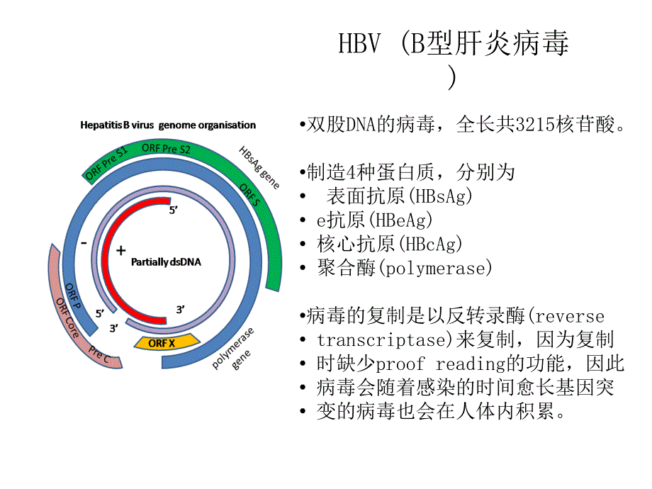 b型肝炎病毒基因突变遗失和造成肝病的相关性(ppt)_第4页