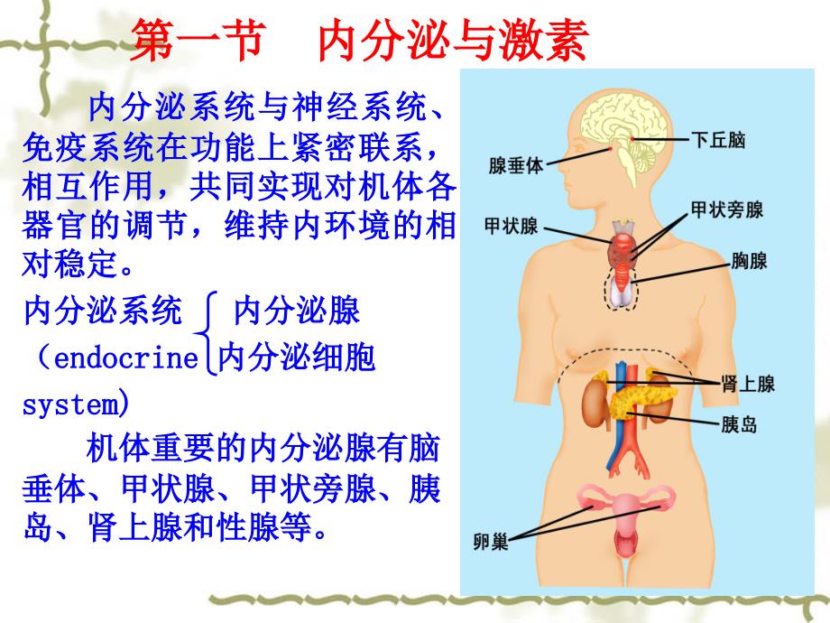 内分泌本科呢PPT课件_第2页