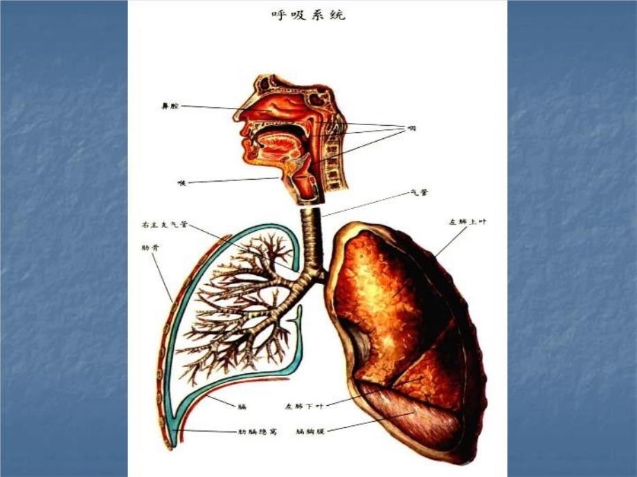 最新常见疾病的防治知识PPT课件_第4页