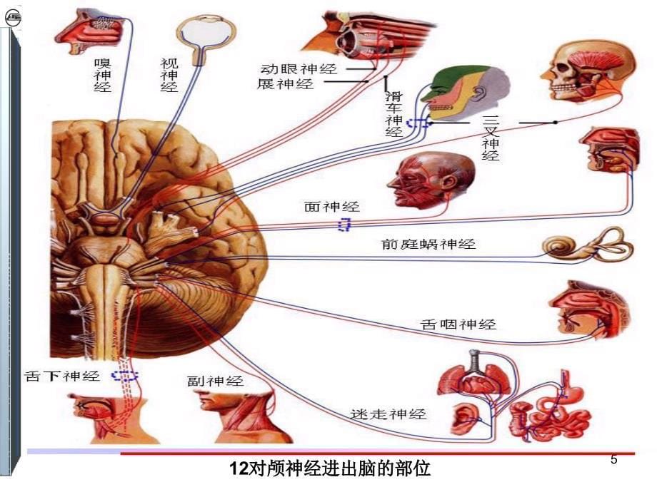 对脑神经PPT参考课件_第5页