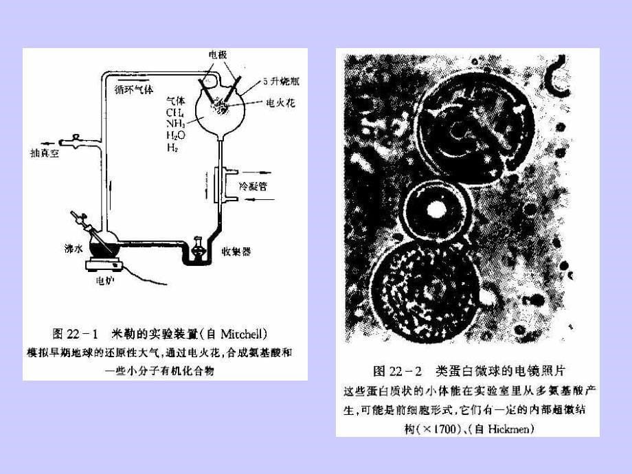 第二十二章进化理论与动物演化ppt课件名师编辑PPT课件_第5页