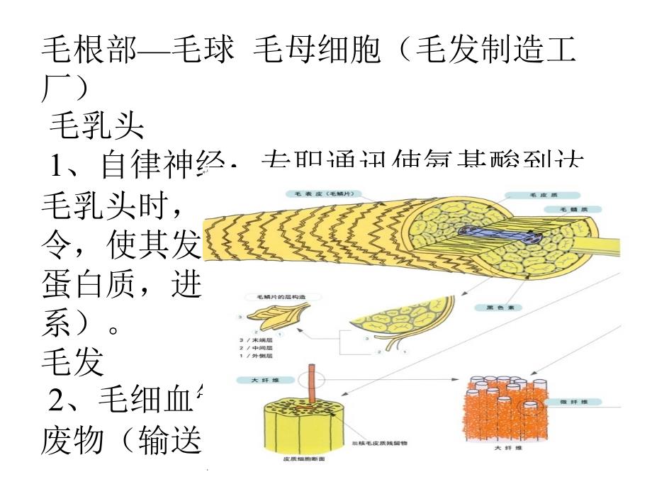 毛发生理学和基本-知识课件_第4页