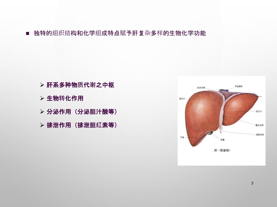 肝脏在脂类代谢中的作用ppt课件_第3页