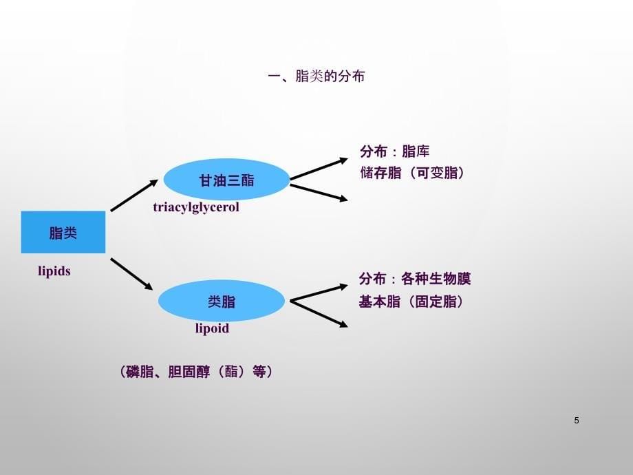 肝脏在脂类代谢中的作用ppt课件_第5页