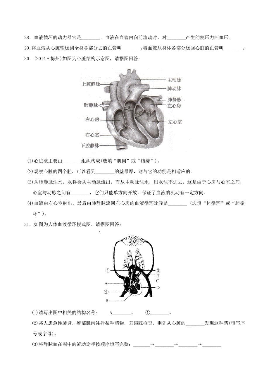 七年级生物下册 4_9_2 血液循环练习 北师大版_第5页