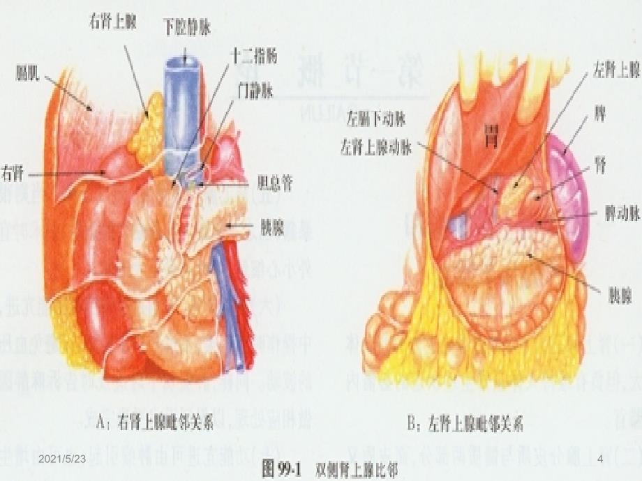 肾上腺占位切除术_第4页