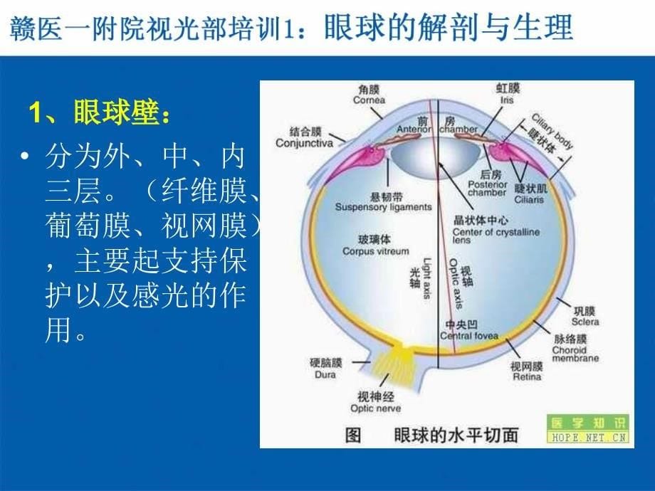 视光部系统培训1眼球结构课件_第5页