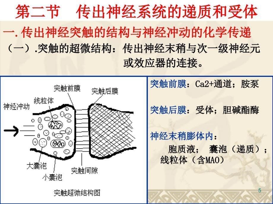 2吕圭源版外周神经系统药_第5页