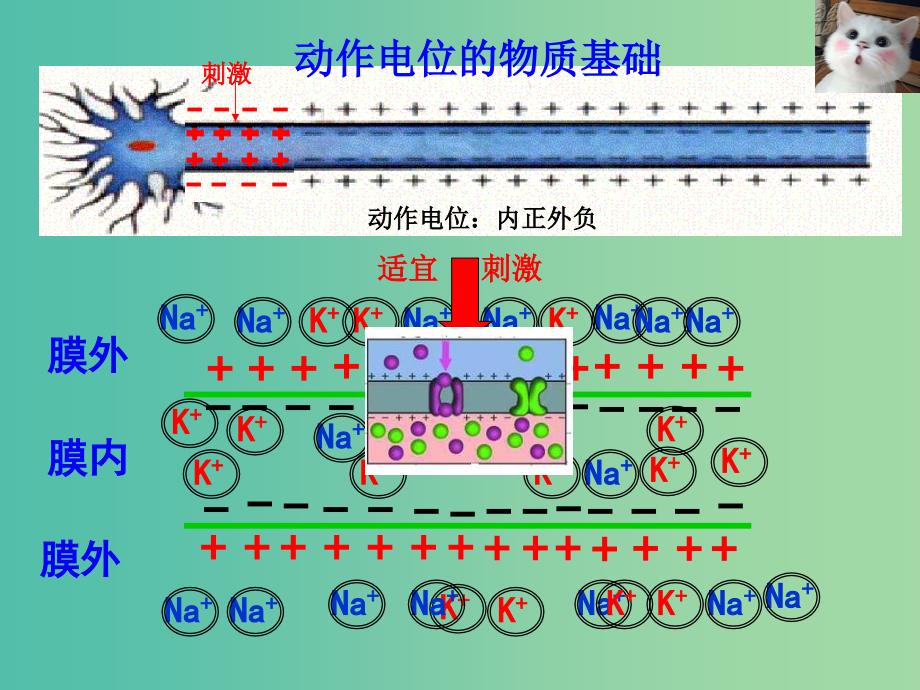 高考生物高频考点29兴奋的传导和传递素材.ppt_第4页