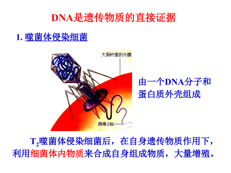 三章遗传的分子基础_第4页