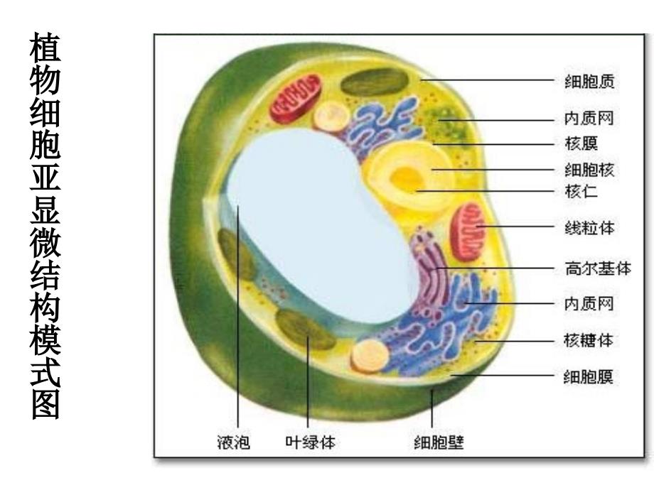 细胞器-系统内的分工合作.ppt_第3页