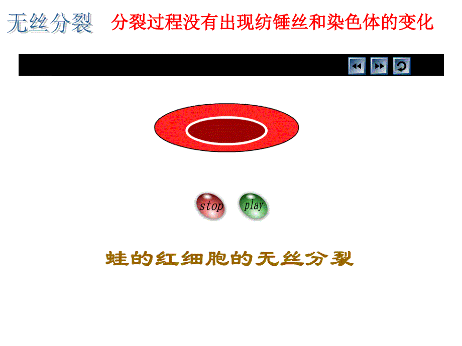 “细胞分裂”专题复习课件_第4页