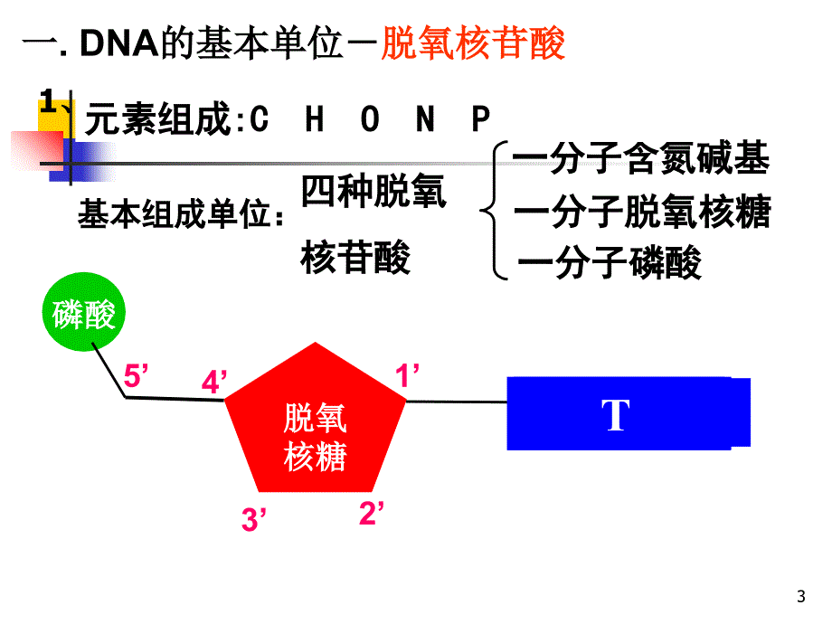 第二节dna分子结构_第3页