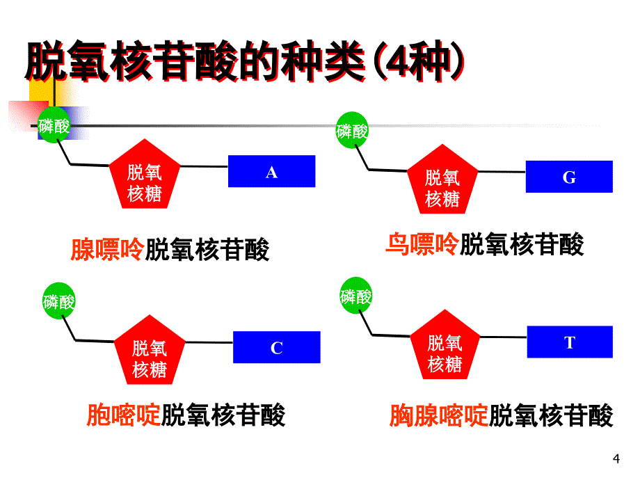 第二节dna分子结构_第4页