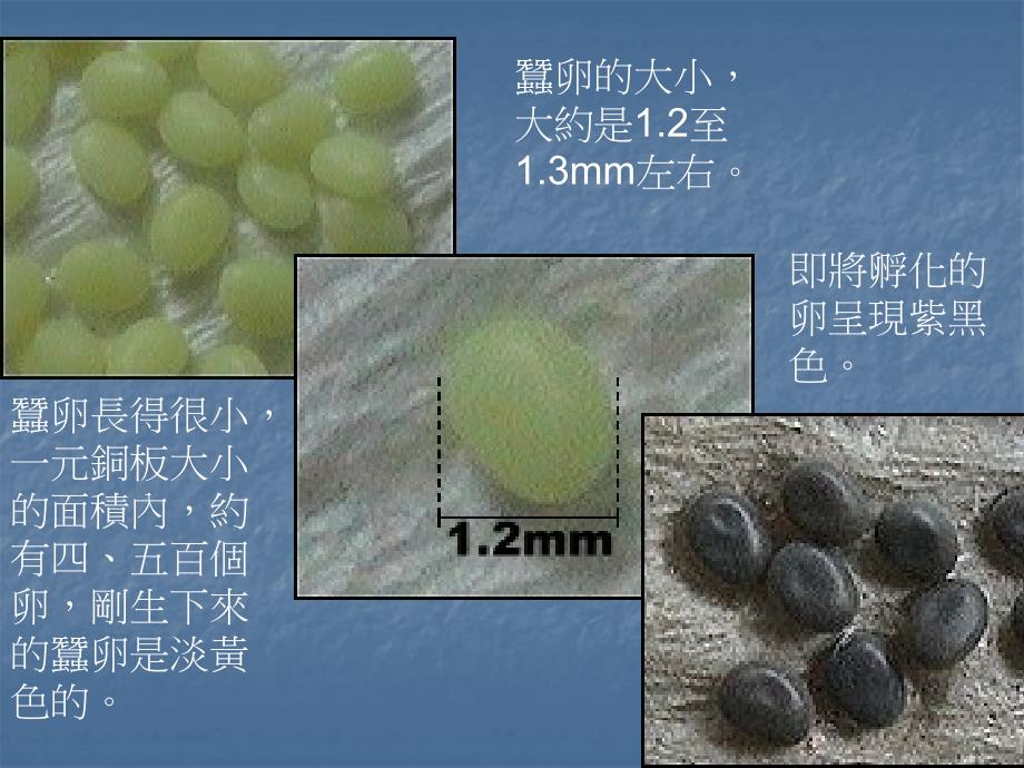 蚕宝宝的一生课件_第2页