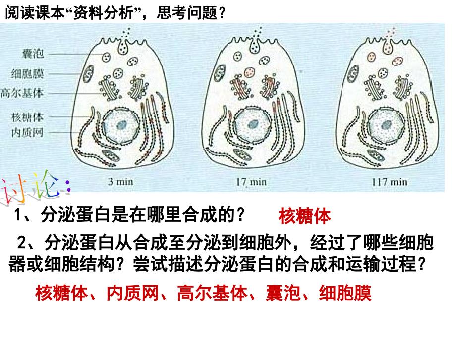 蛋白质的合成与运输PPT课件_第3页