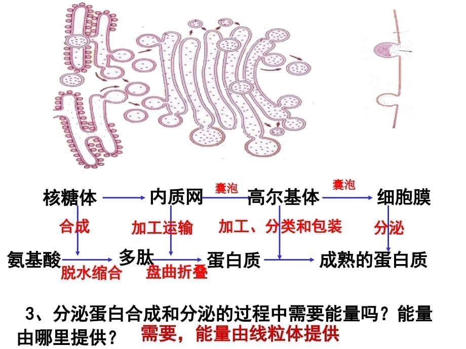 蛋白质的合成与运输PPT课件_第5页